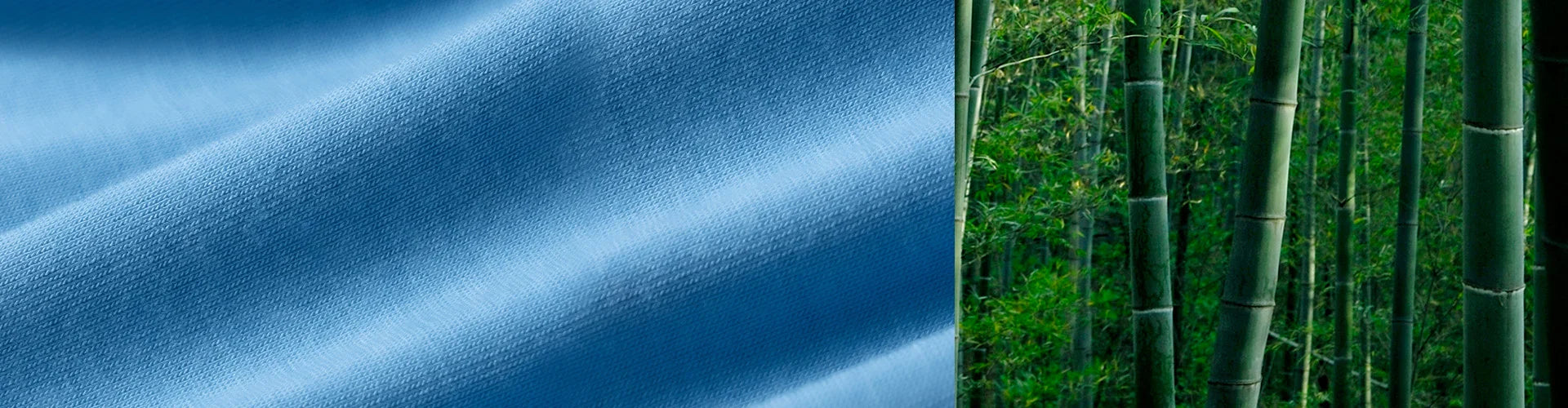 Bamboo